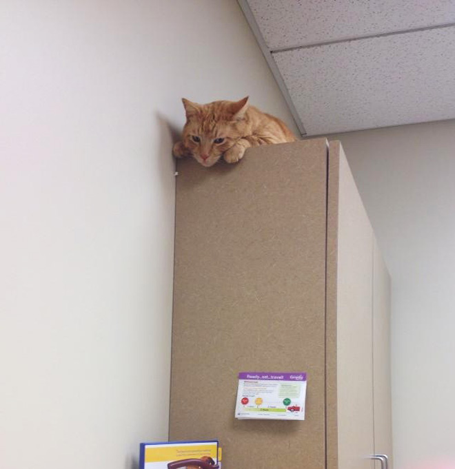 Poor cat hiding from the vet.