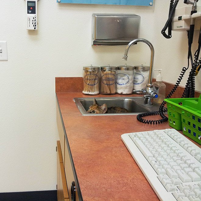 Poor cat hiding from the vet.