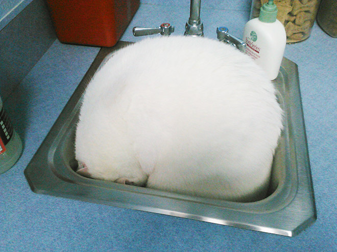 Poor cat hiding from the vet.