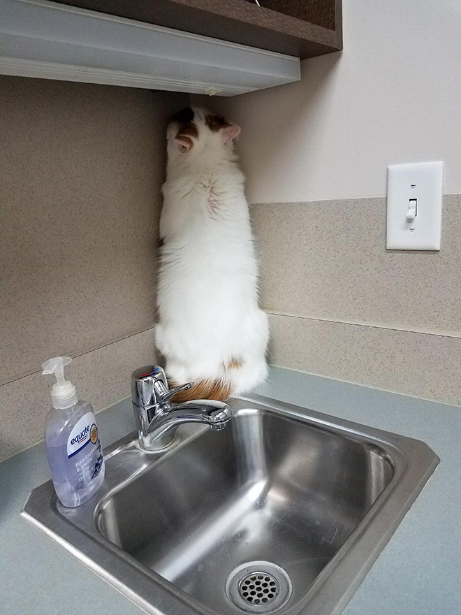 Poor cat hiding from the vet.