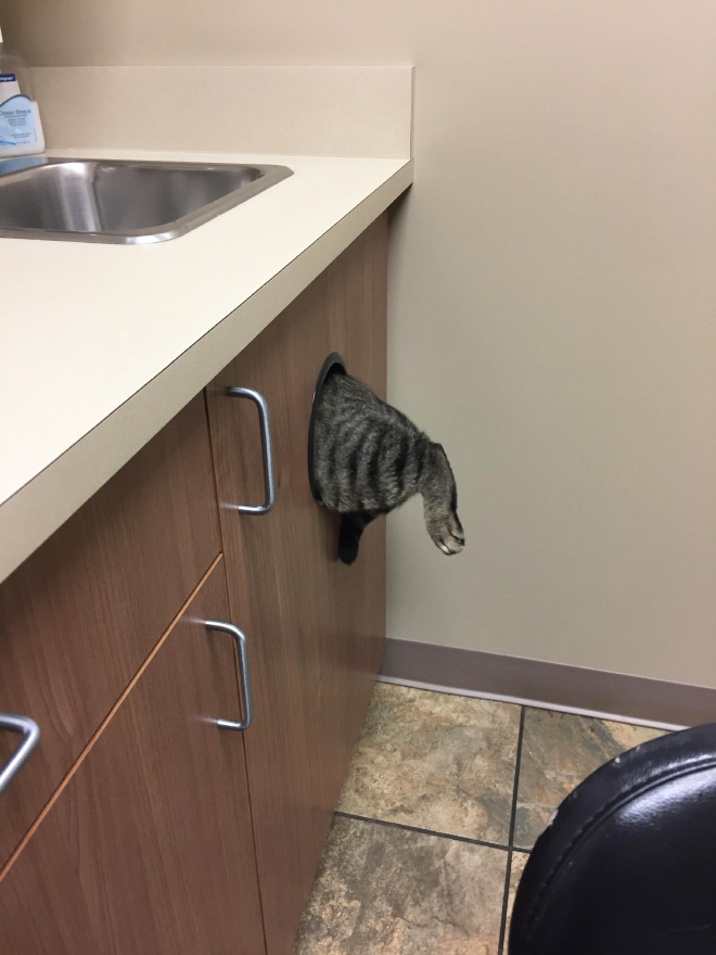 Poor cat hiding from the vet.