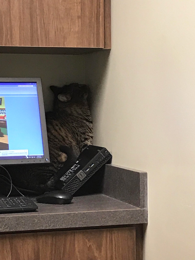 Poor cat hiding from the vet.