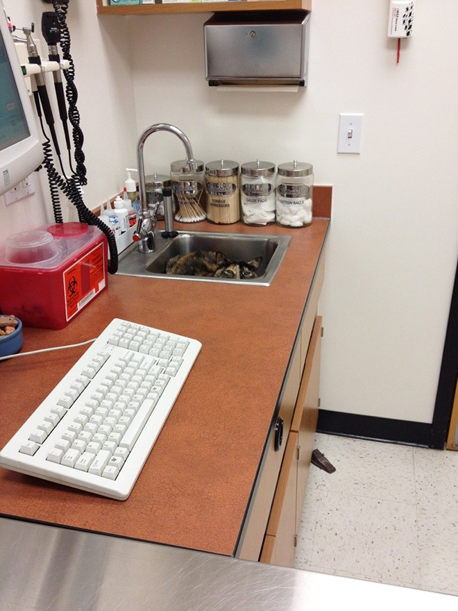 Poor cat hiding from the vet.