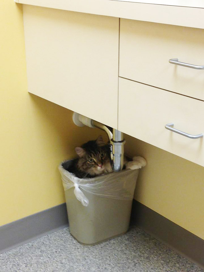 Poor cat hiding from the vet.