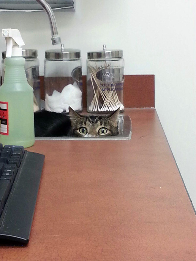 Poor cat hiding from the vet.