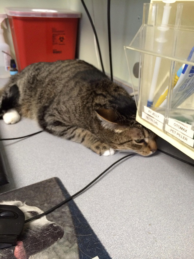 Poor cat hiding from the vet.