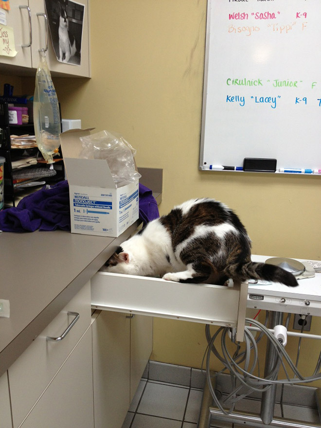 Poor cat hiding from the vet.