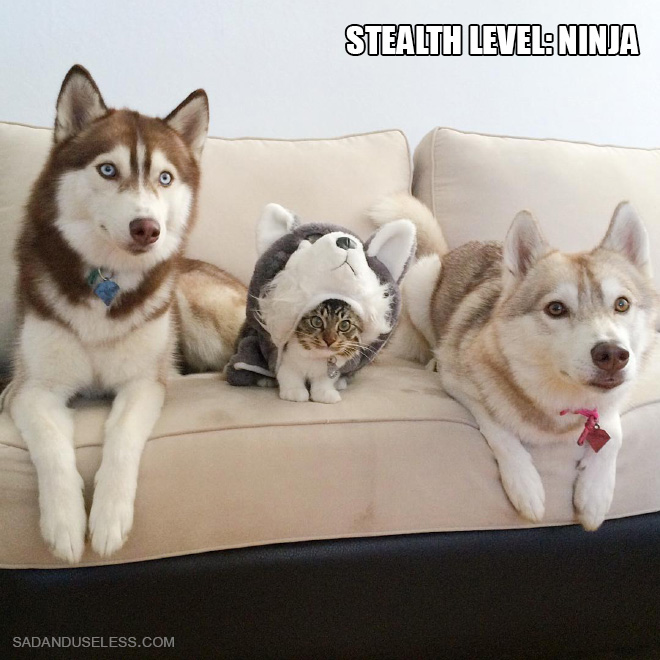 Stealth level: ninja.