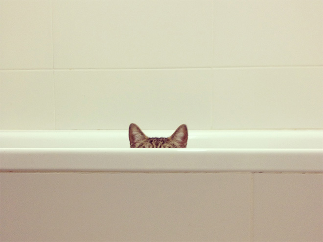 Ninja cat hiding and getting ready to attack.