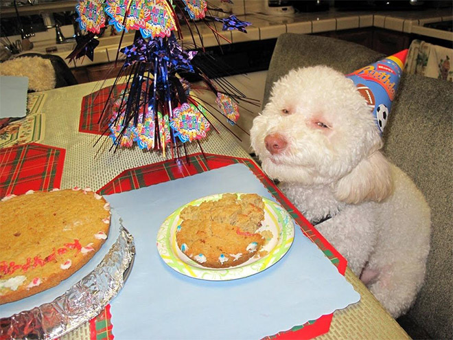 Dog celebrating his birthday.