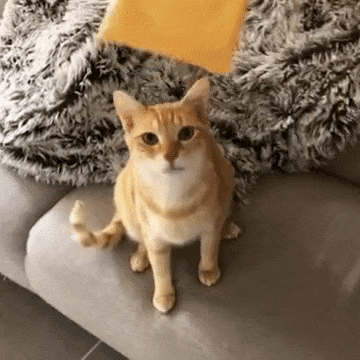 Weird viral trend: people throwing cheese on pets. #CheeseChallenge