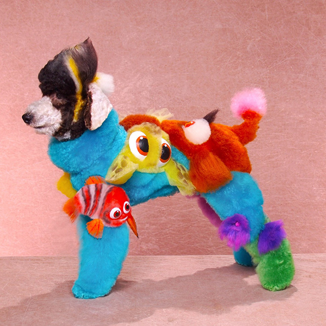 Weird example of competitive dog grooming.