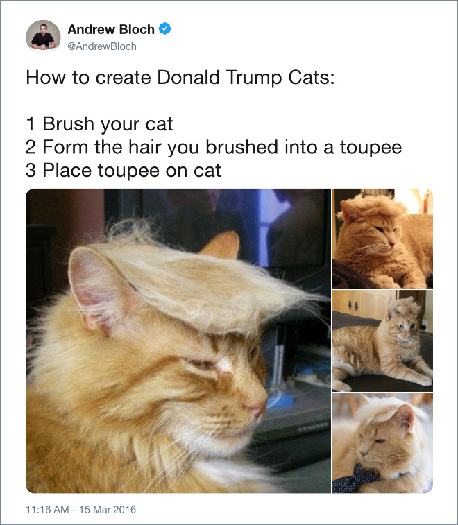 ow to create Donald Trump cats.