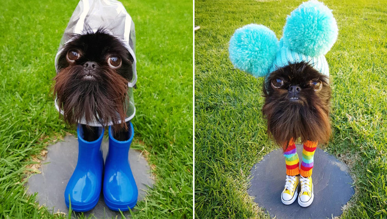 Brussels deals griffon squid
