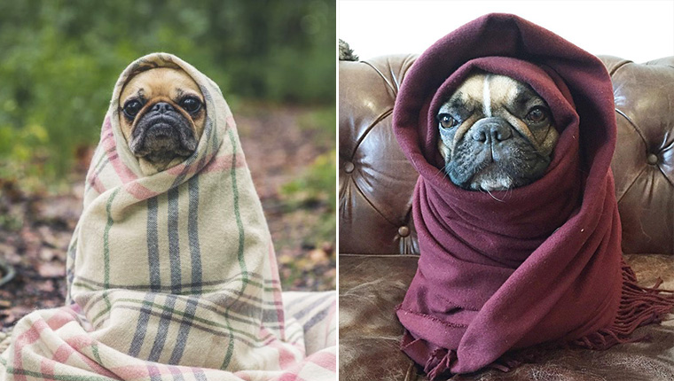 Cute dog in blanket sales