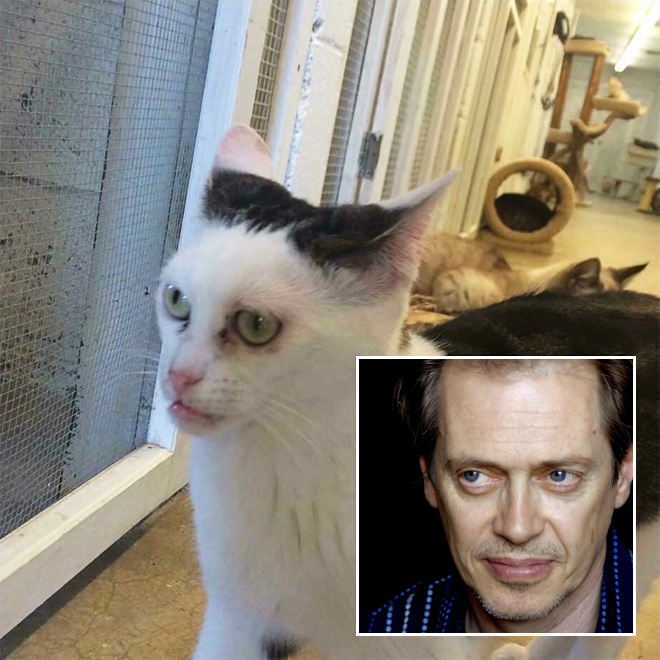 Cat that looks like Steve Buscemi.