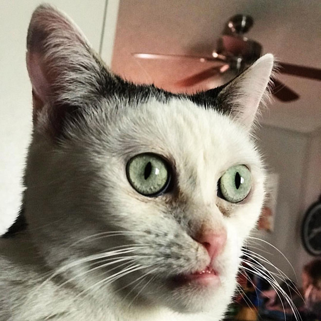 Cat that looks like Steve Buscemi.