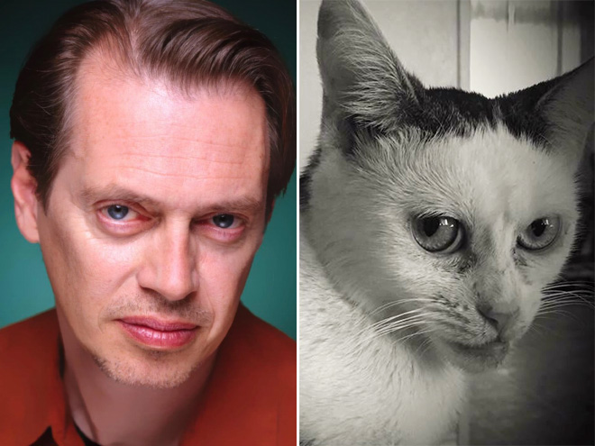 Cat that looks like Steve Buscemi.