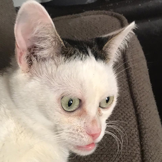 Cat that looks like Steve Buscemi.