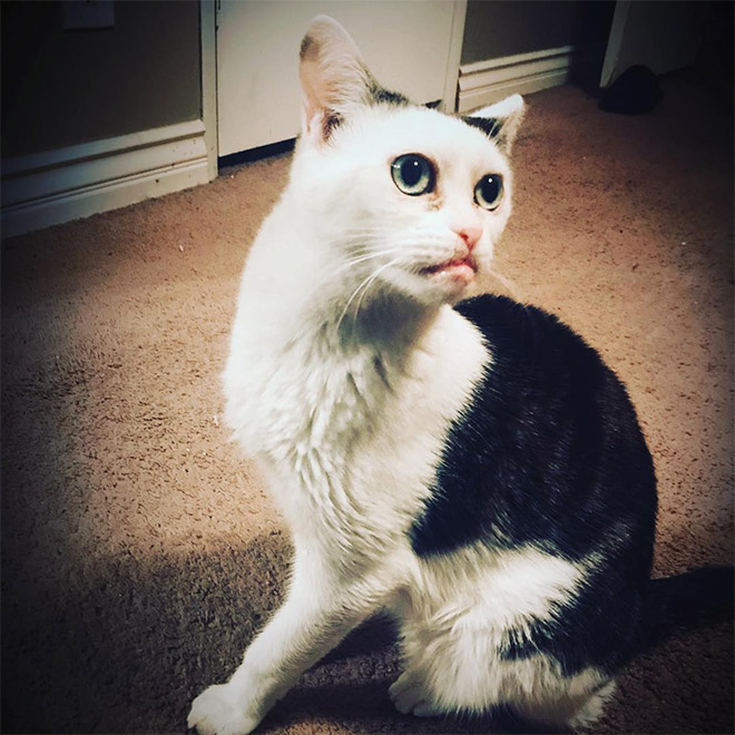 Cat that looks like Steve Buscemi.