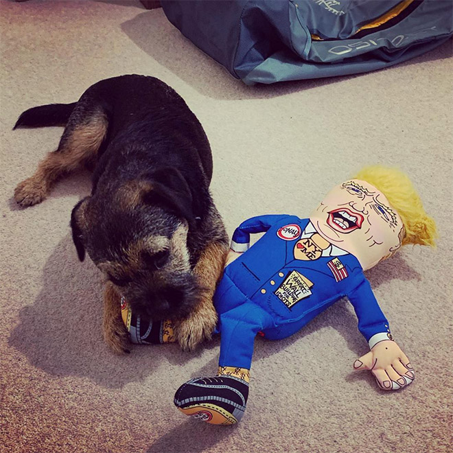 Dog enjoying a Donald Trump chew toy.