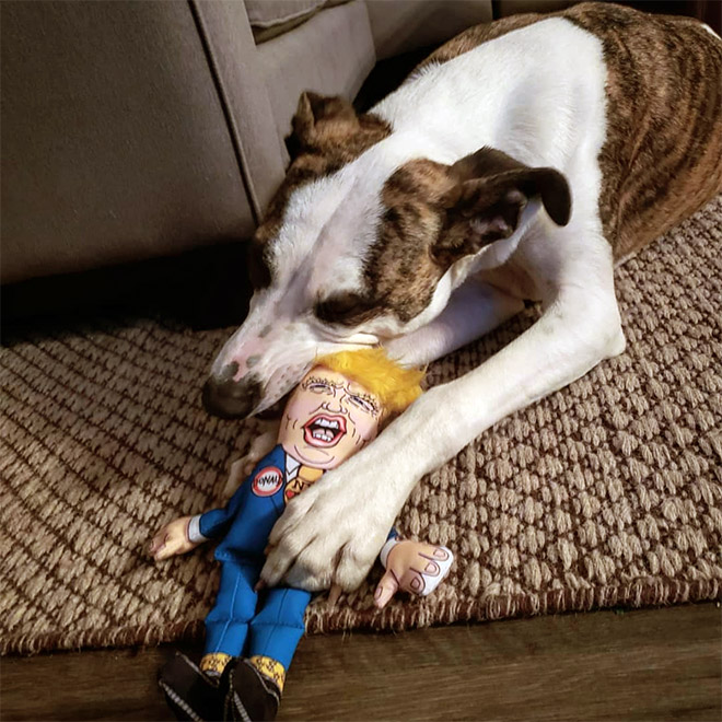 Dog enjoying a Donald Trump chew toy.