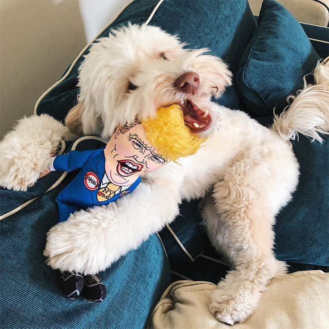 Dog enjoying a Donald Trump chew toy.