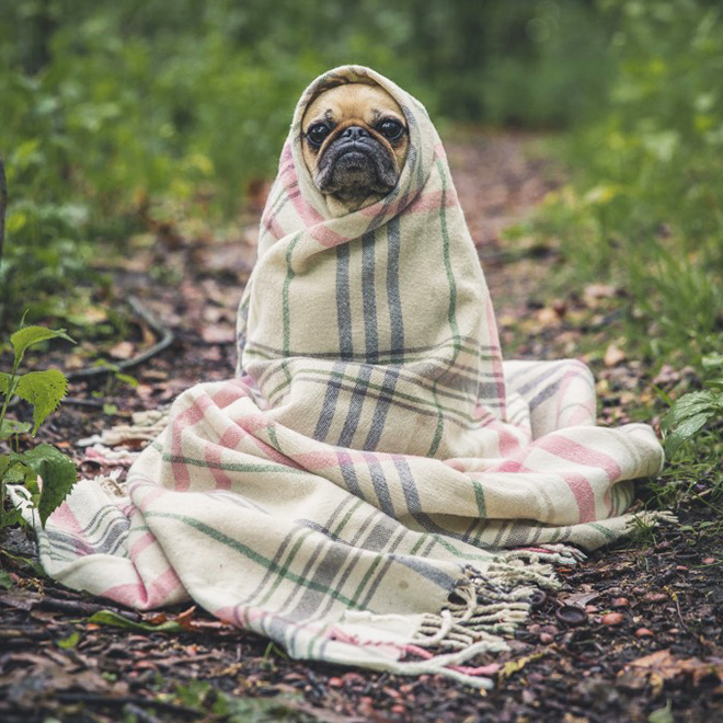 Adorable dog burrito.