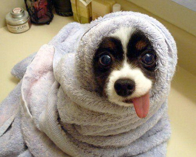 Adorable dog burrito.