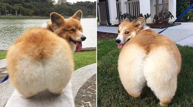 Worlds Greatest Gallery Of Corgi Butts 