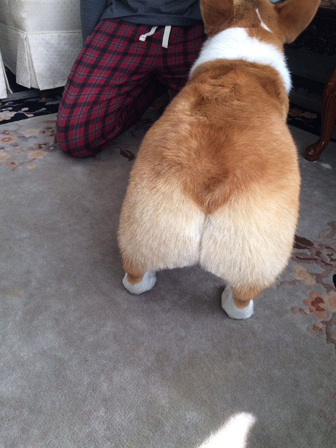Adorable corgi butt.