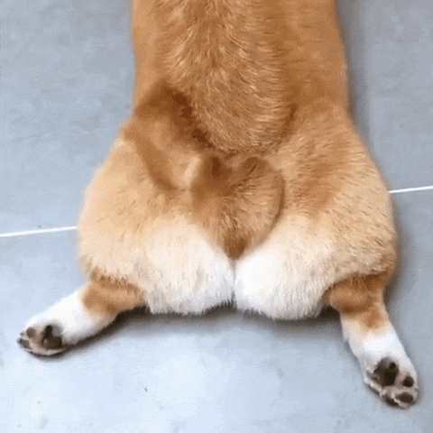 Adorable corgi butt.