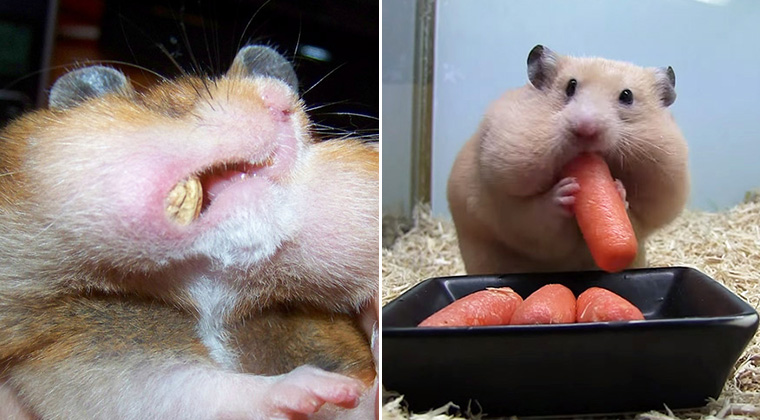 Crazy cheeky hamster hotsell