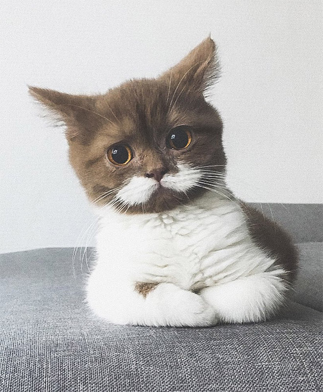 This is Gringo: the mustached cat. He's awesome, right?