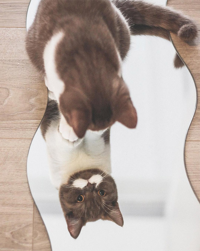 This is Gringo: the mustached cat. He's awesome, right?