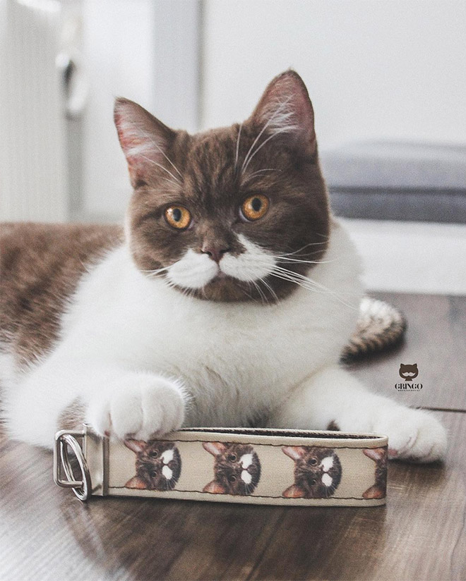 This is Gringo: the mustached cat. He's awesome, right?