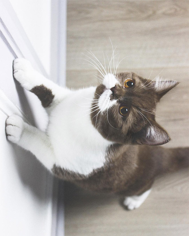 This is Gringo: the mustached cat. He's awesome, right?