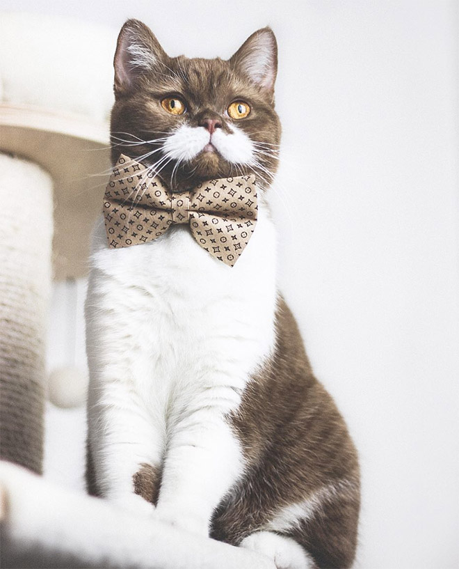 This is Gringo: the mustached cat. He's awesome, right?