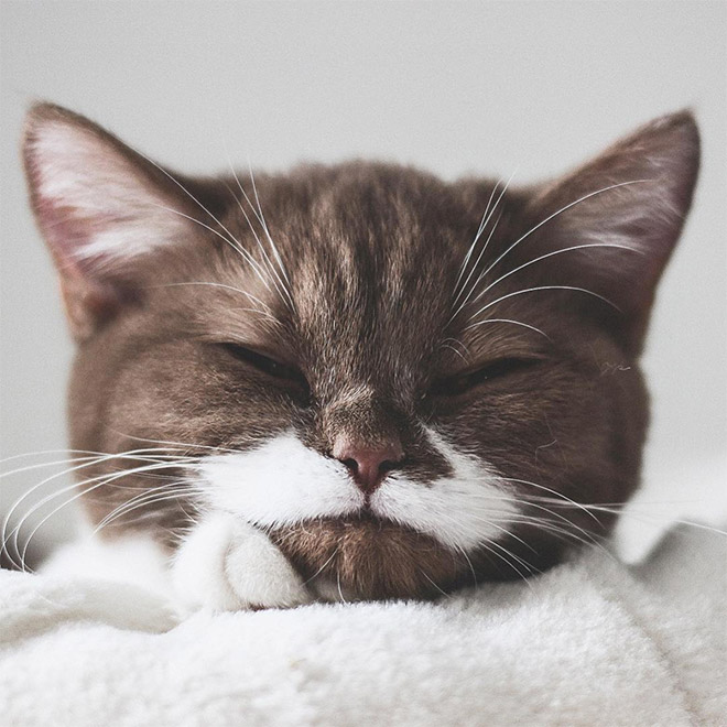 This is Gringo: the mustached cat. He's awesome, right?