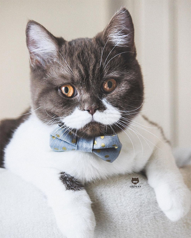 This is Gringo: the mustached cat. He's awesome, right?