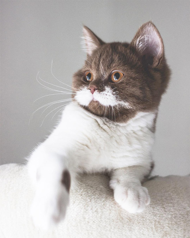 This is Gringo: the mustached cat. He's awesome, right?