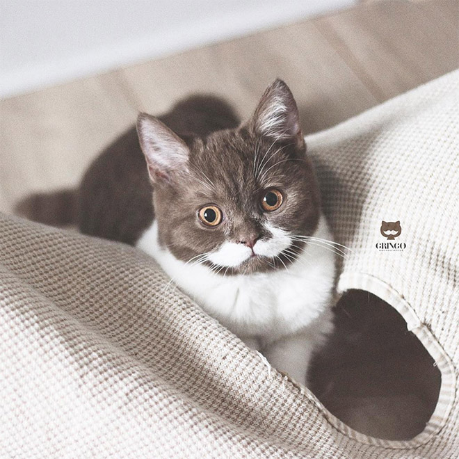 This is Gringo: the mustached cat. He's awesome, right?