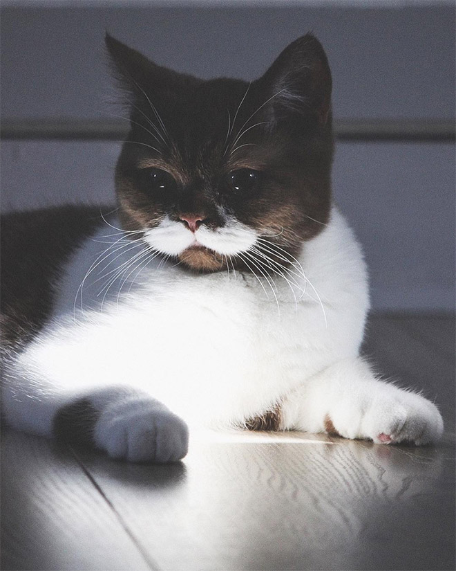 This is Gringo: the mustached cat. He's awesome, right?