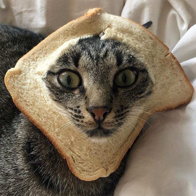 cat bread