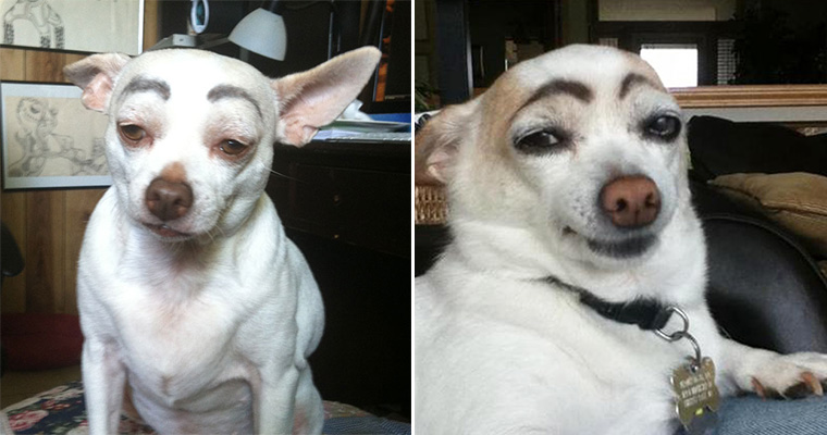 At forurene tæt Ambassadør Awkward Internet Trend: Dogs With Makeup Eyebrows