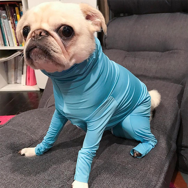 Funny dog onesie.