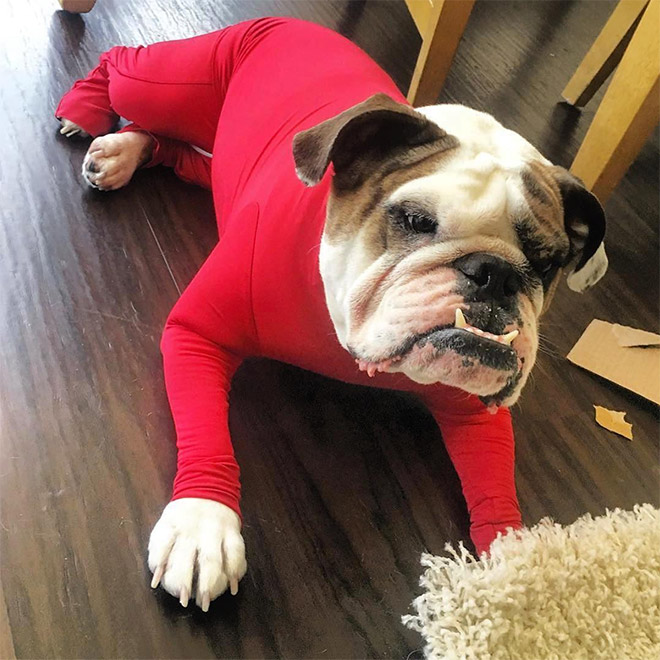 Funny dog onesie.