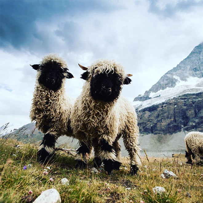 Cool black metal sheep.