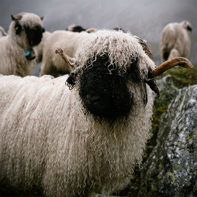 Black metal sheep.