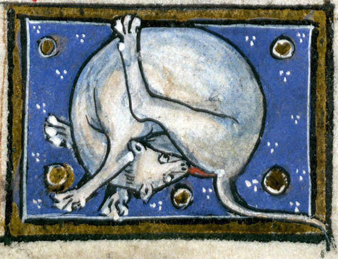 Medieval art of cat licking his butt.